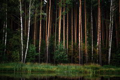 Full frame shot of trees in forest