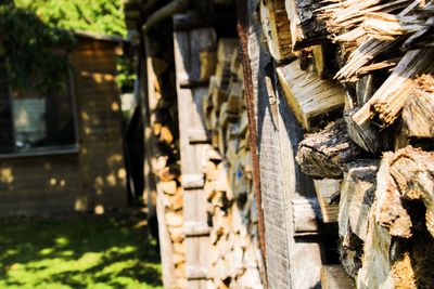 Stack of logs in forest