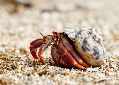 Close-up of crab on land
