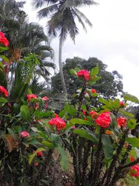 Low angle view of pink flowers blooming on tree