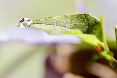 Close-up of insect on leaf