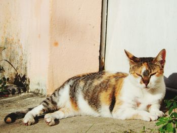 Close-up of cat sleeping