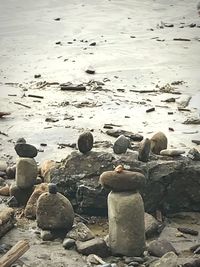 Close-up of birds on beach