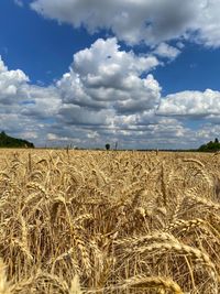 Scenic view of wheat field against sky