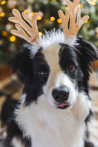 Close-up portrait of a dog