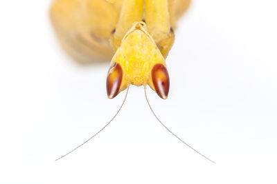 Close-up of insect on white background