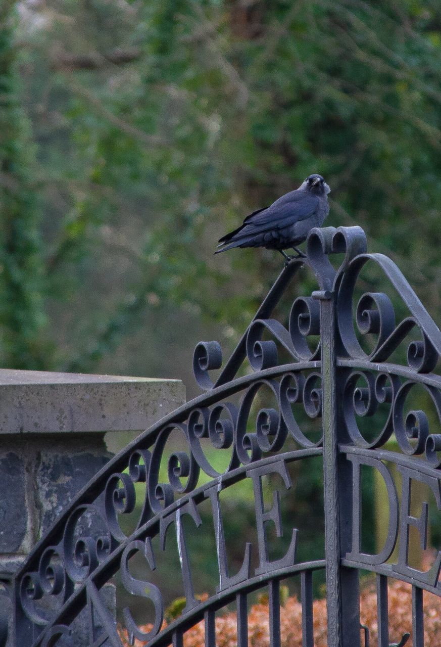 CLOSE-UP OF BIRD PERCHING ON RAILING