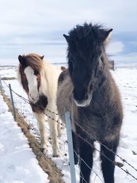 View of two icelandic horses on snow covered land