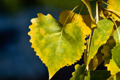 Close-up of yellow leaves