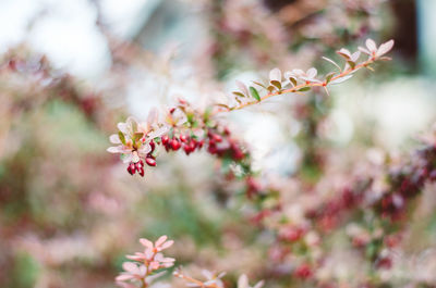 Close-up of pink flowers blooming on tree