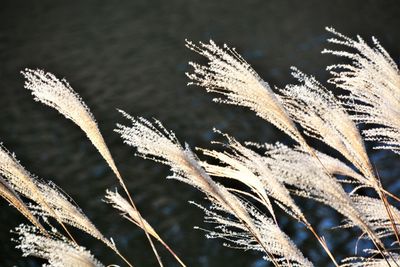 Close-up of wheat growing on field