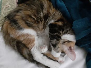 Cat sleeping on bed