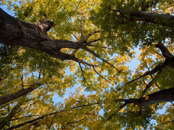 Low angle view of trees against sky during autumn