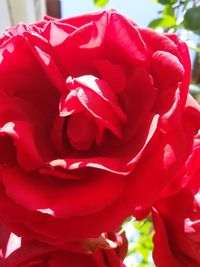 Close-up of red rose