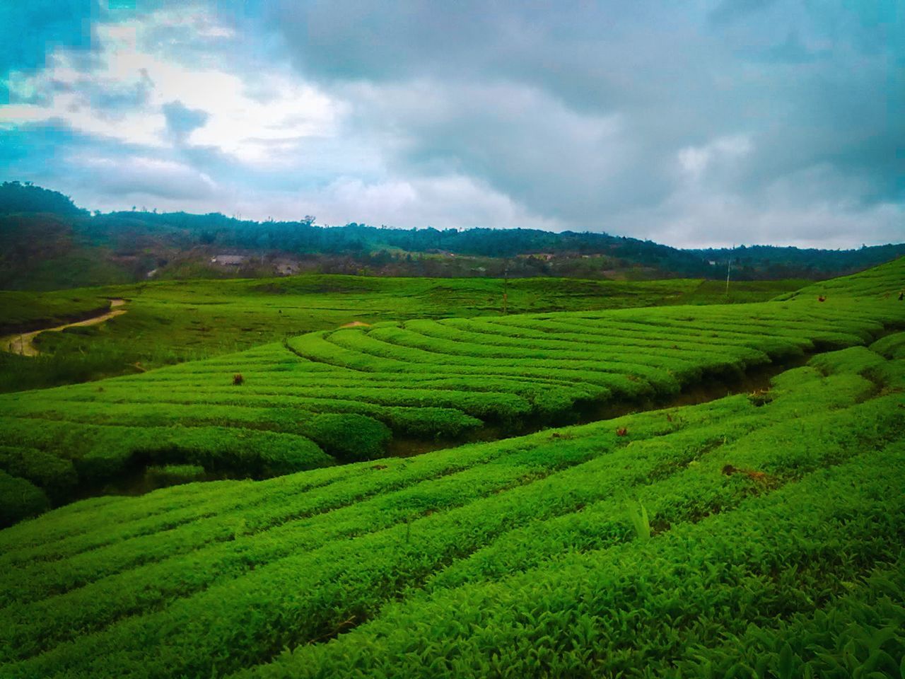 landscape, scenics - nature, field, land, environment, agriculture, green color, beauty in nature, cloud - sky, tranquil scene, sky, tranquility, rural scene, plant, growth, farm, nature, crop, no people, day, tea crop, outdoors, plantation