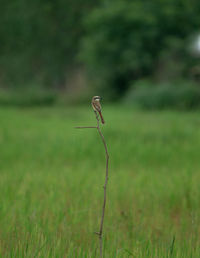 Bird perching on a field