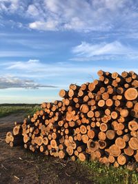 Stack of logs in forest