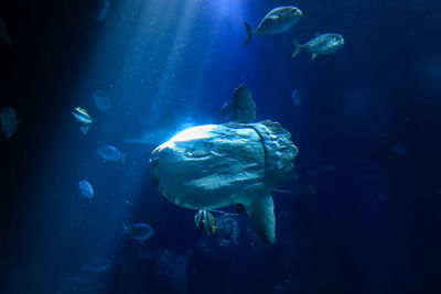 Fish swimming in sea