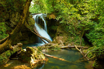 Scenic view of waterfall in forest