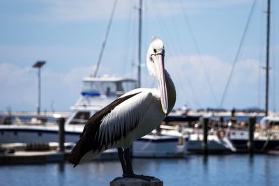 Close-up portrait of pelican perching on wooden post