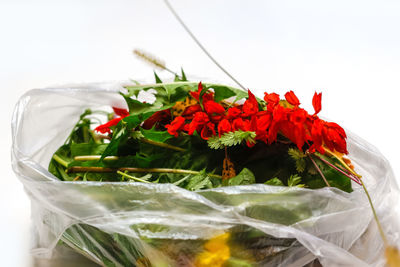 Close-up of red roses against white background