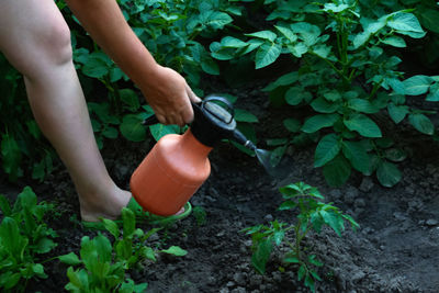Low section of woman picking apples