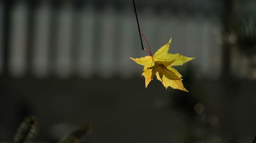 Close-up of maple leaves