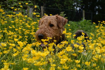 Close up of yellow flowers