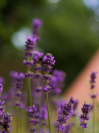 Close-up of bumblebee on purple flowering plant