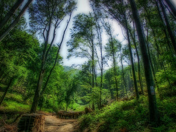 Trees growing in forest