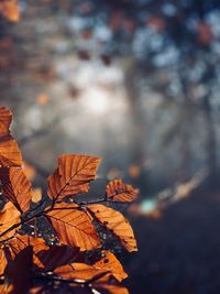 Close-up of dry maple leaves on tree