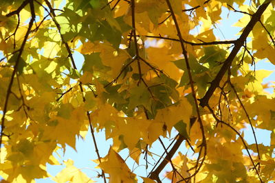 Low angle view of yellow leaves against sky