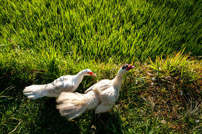 High angle view of birds on field