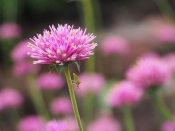 Close-up of pink flowering plants on field