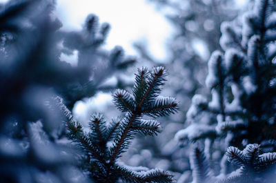 Close-up of pine tree during winter