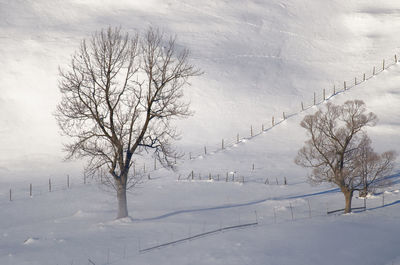 Bare trees on snow covered land