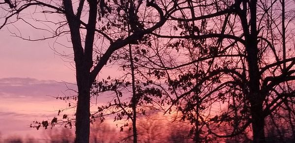 Silhouette trees against sky during sunset