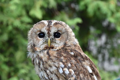 Close-up portrait of owl