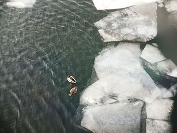 High angle view of man swimming in sea