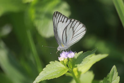 Close-up of butterfly pollinating on flower