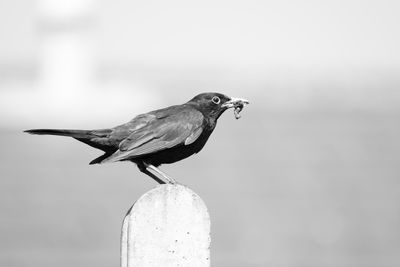 Close-up of bird perching on wood