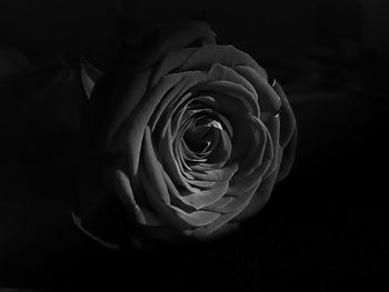 Close-up of rose over black background