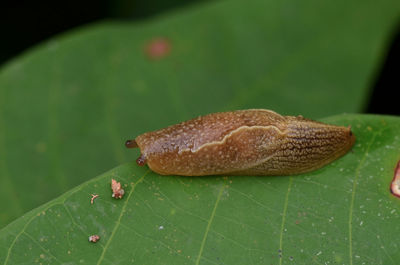 Close-up of insect on plant