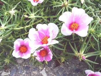 Close-up of pink flowers blooming outdoors