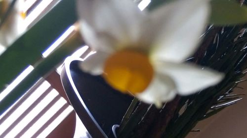 Close up of plant against blurred background