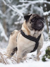 Pug looking away