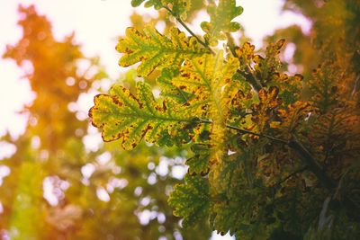 Close-up of maple leaves on tree