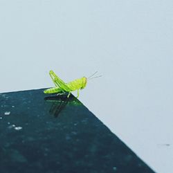 Grasshopper on leaf