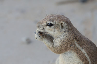 Close-up of a lizard