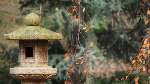 Close-up of lantern on plant against trees